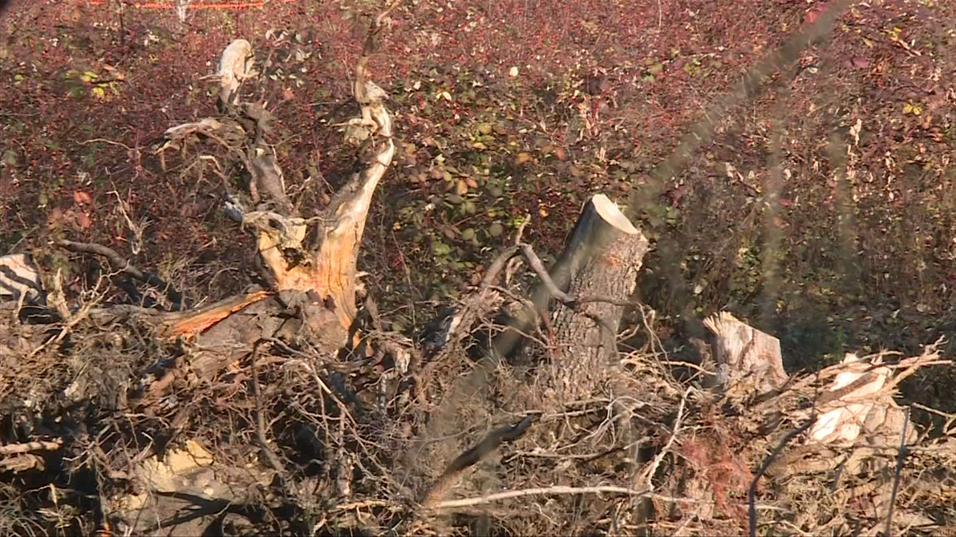 Company fined $50K for cutting 100 trees in Nanaimo without a permit