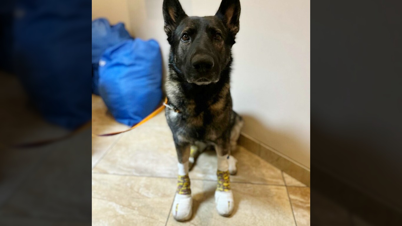 Dog dragged from truck in 'devastating' Nanaimo incident: SPCA