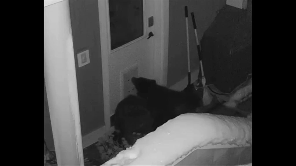 Trio of bears return to Nanaimo home for second night of crime spree