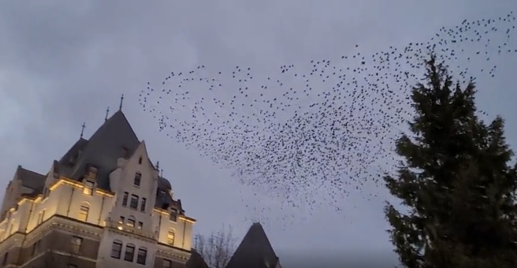 Massive bird murmuration swoops past Empress Hotel: 'How Victoria can you get, right?'