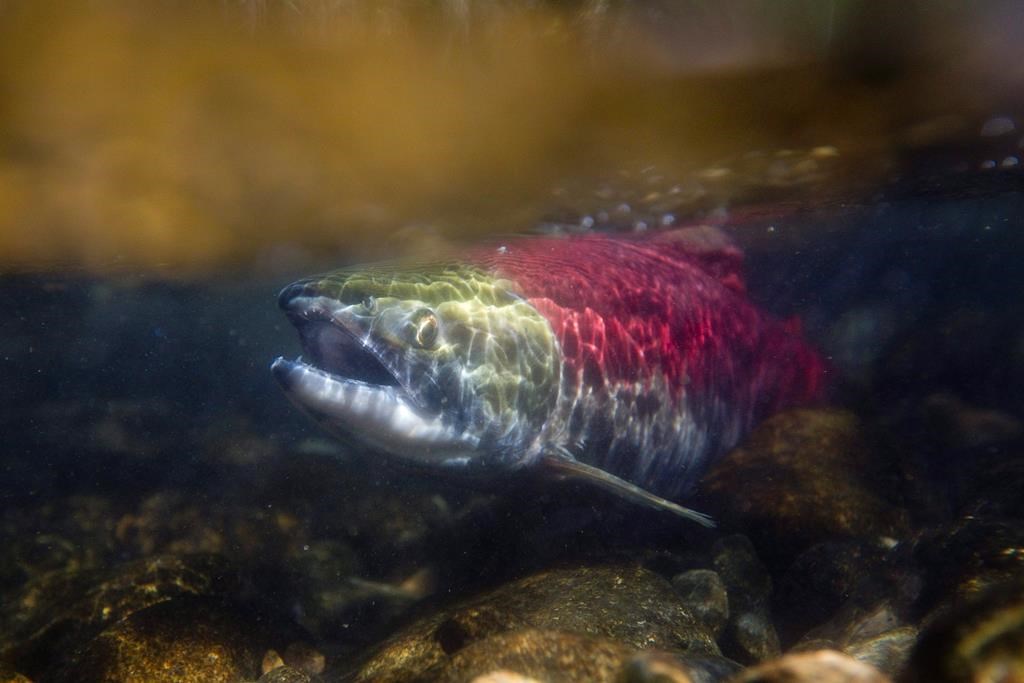 Union critical of Ottawa's plan to buy back Pacific salmon licences