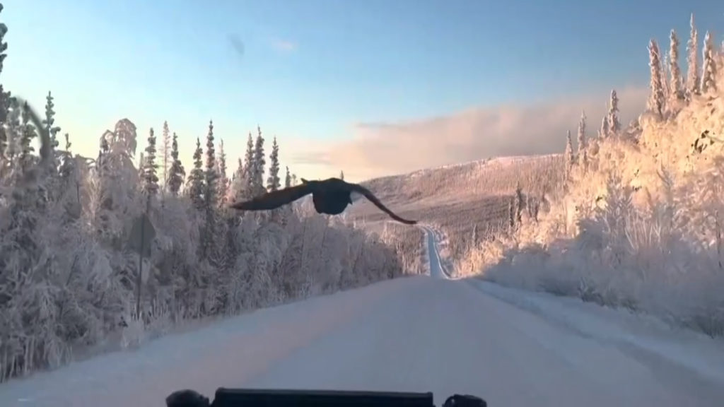 Raven hitches ride with B.C. couple travelling on remote Yukon highway