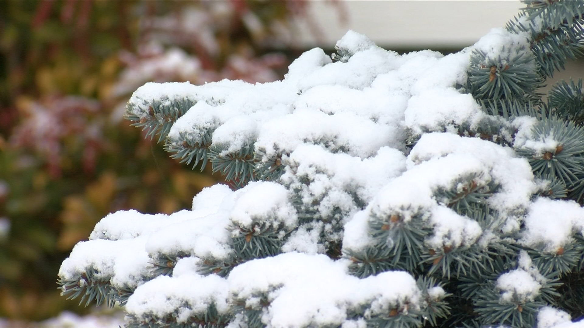 Winter Storm Will Bring Up To 20 Cm Of Snow To Victoria