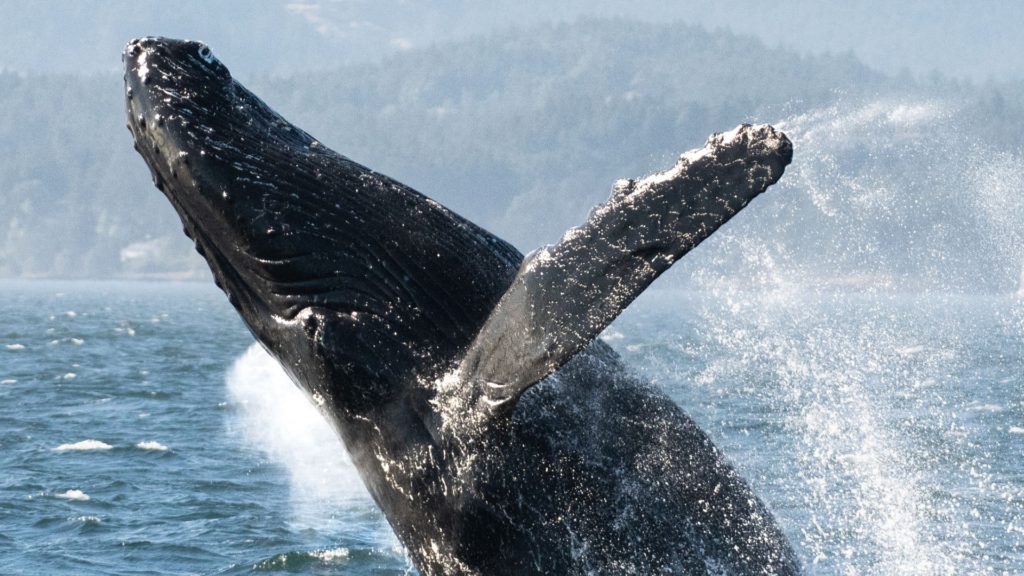 Records broken for Bigg's killer whale, humpback whale sightings in Salish Sea: researchers