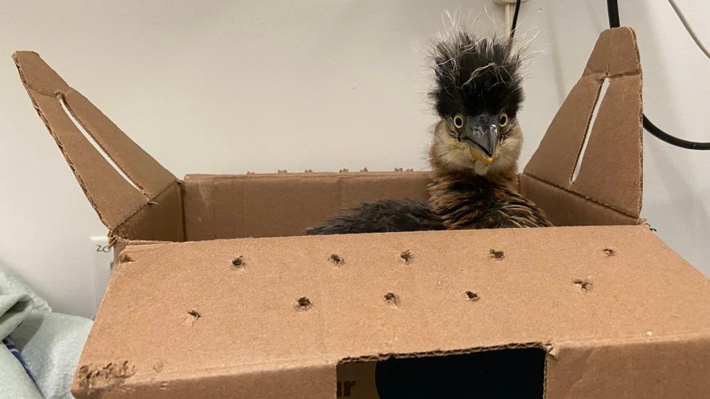 Three baby great blue herons a 2022 highlight for Wild ARC