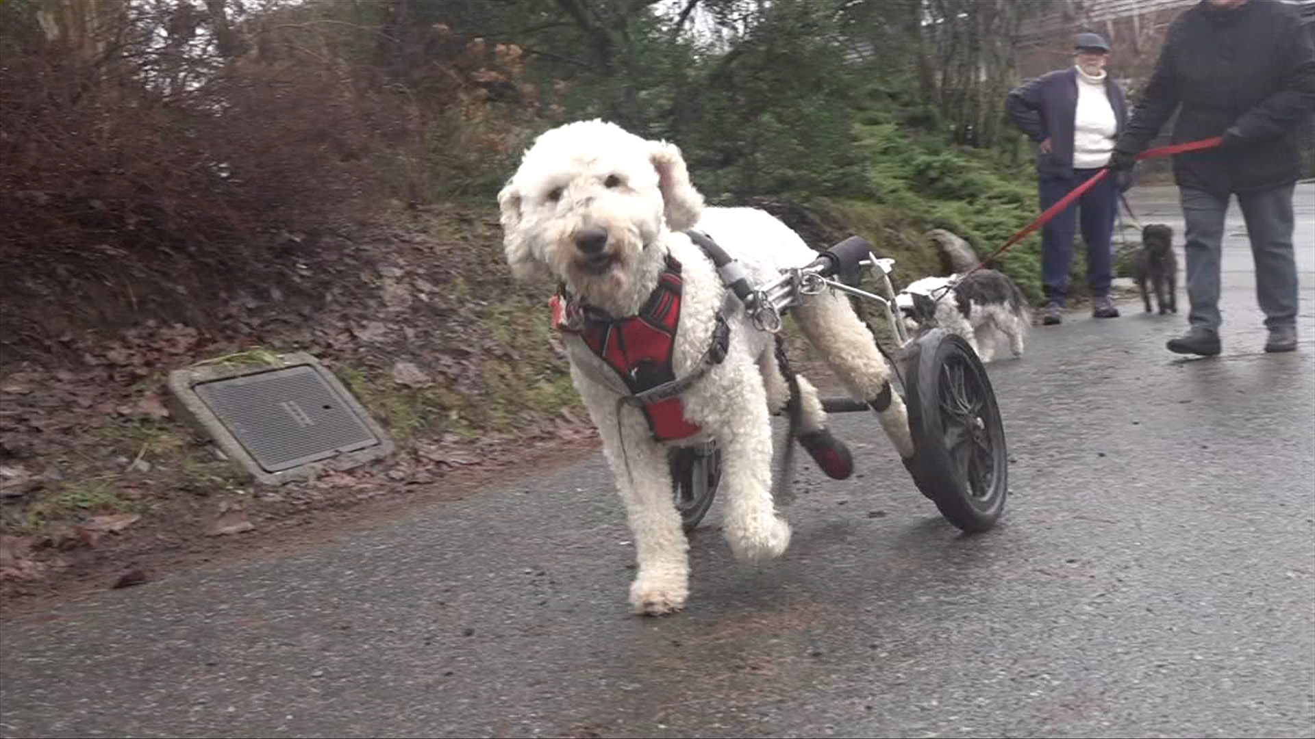 he-s-just-so-happy-paralyzed-nanaimo-dog-finds-new-lease-on-life