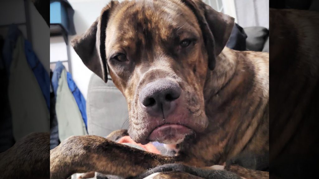 Grumpy Dog? Joey, a frowning boxer who loves cuddles, up for adoption in Victoria