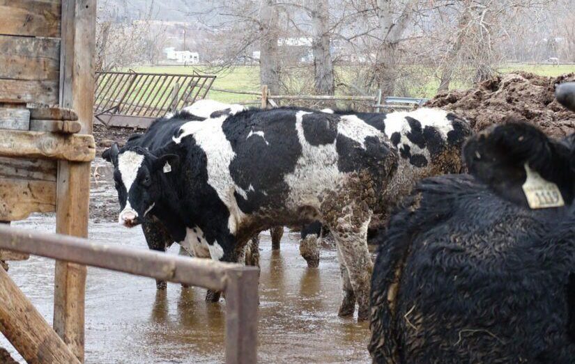 129 neglected cattle seized from B.C. property with 'numerous' dead animals: SPCA