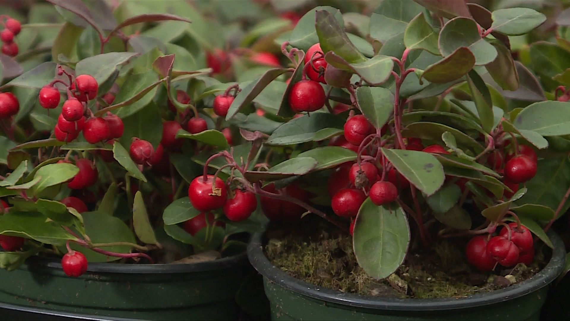 Get Up and Grow Wintergreen and Himalayan boxwood