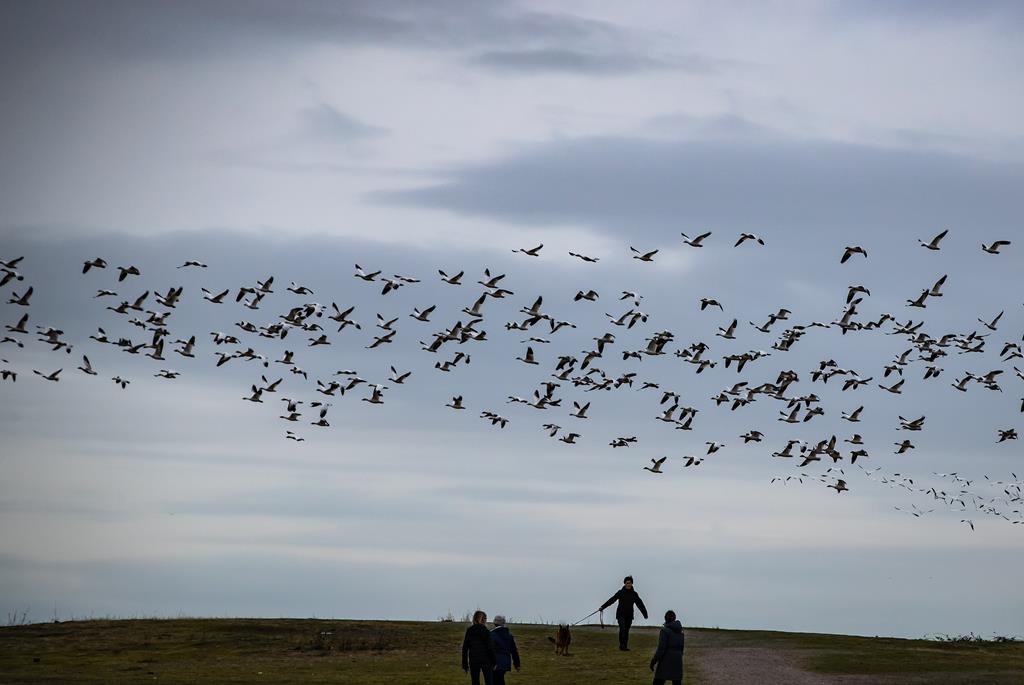 Richmond, B.C., drivers told to slow down as snow geese arrive on roads