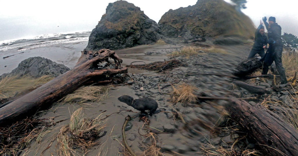 Researchers rescue entangled seal pup on Washington beach