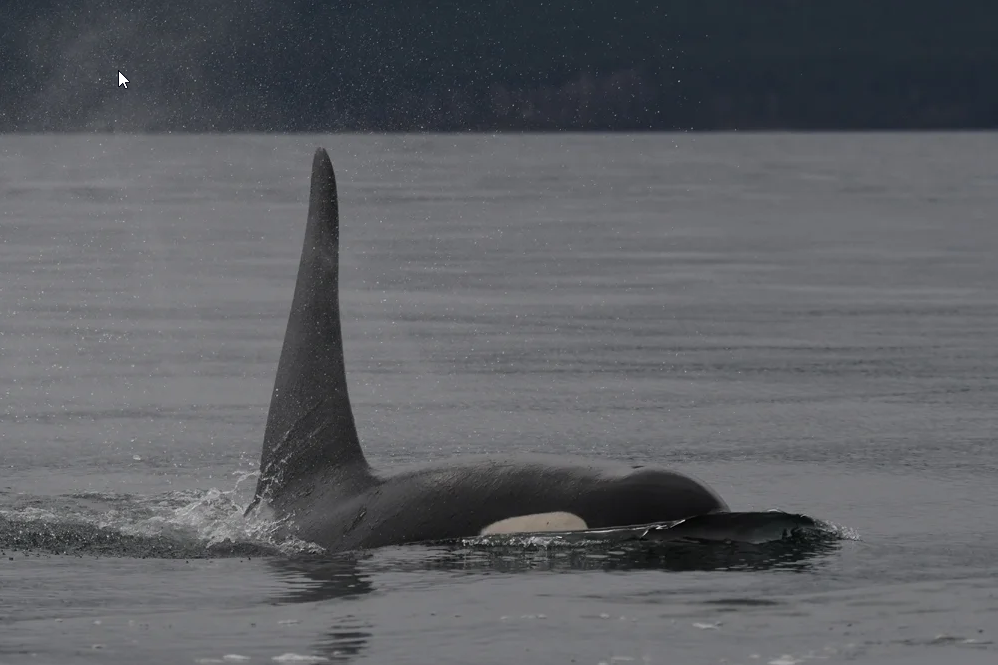 First J-Pod sighting in 2023 brings signs of improvement in vulnerable orca