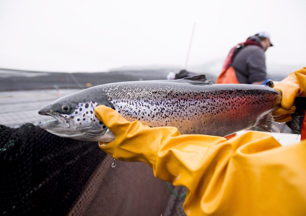 Fisheries Department to shut 15 salmon farms off B.C.'s coast to protect wild fish