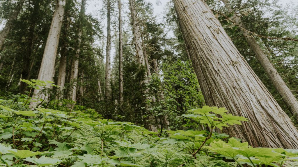 On third anniversary of B.C.'s promise to protect old-growth, ancient trees still falling