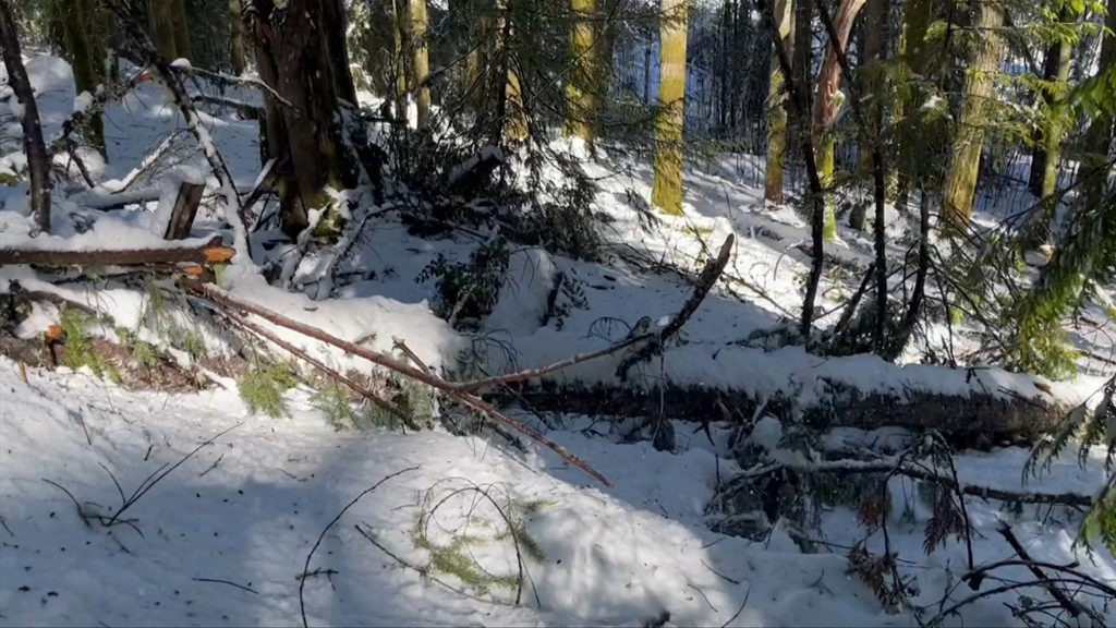 Snowfall warning issued for Courtenay to Campbell River: Environment Canada