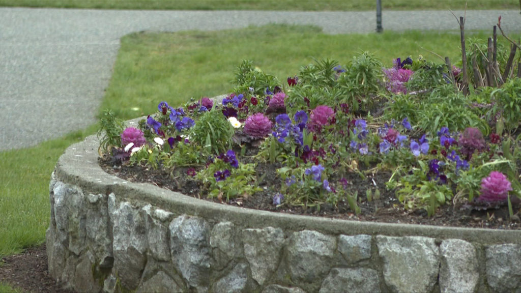 Flower count returns to South Island for 48th year