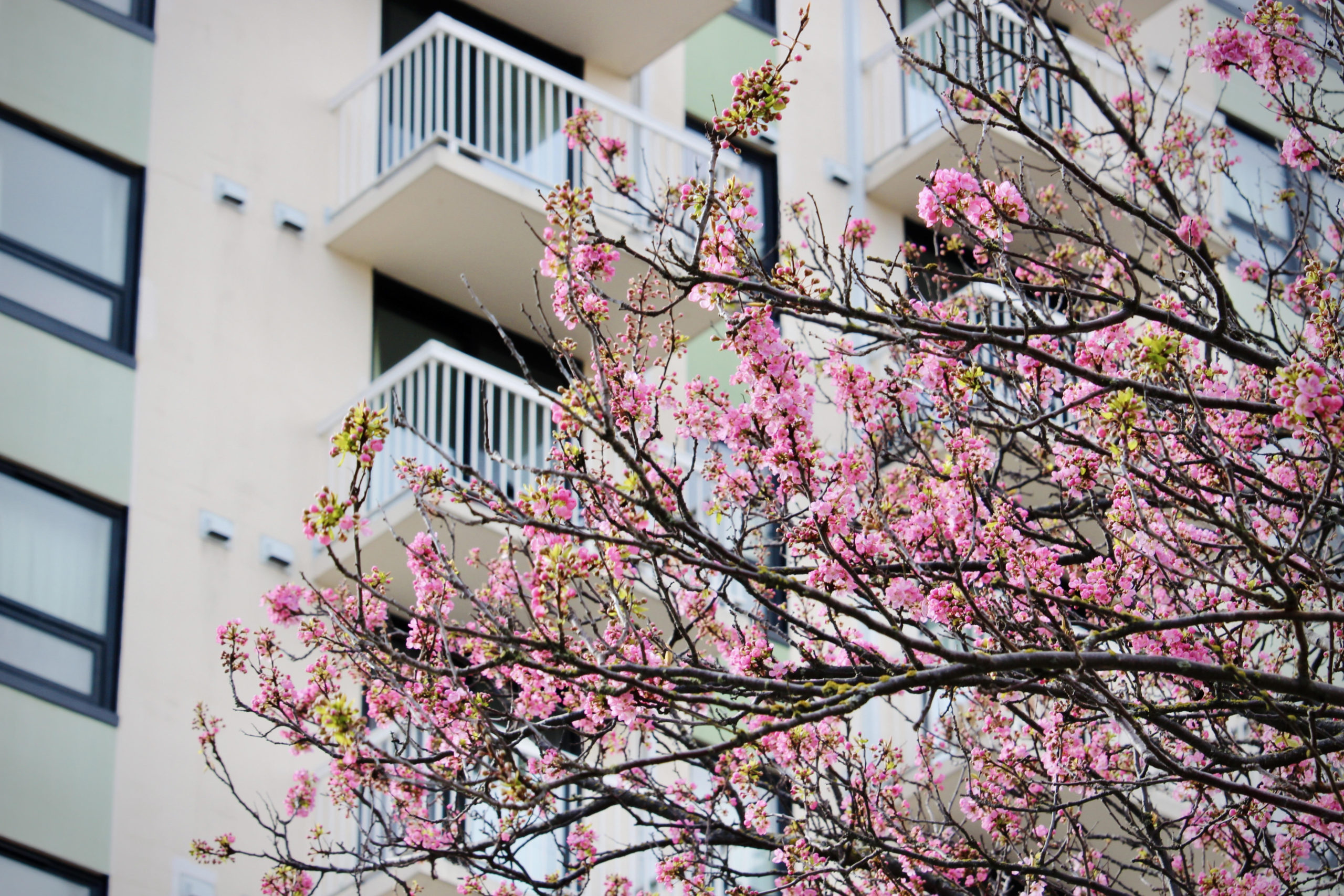 Cherry Blossom Balcony Wide Format