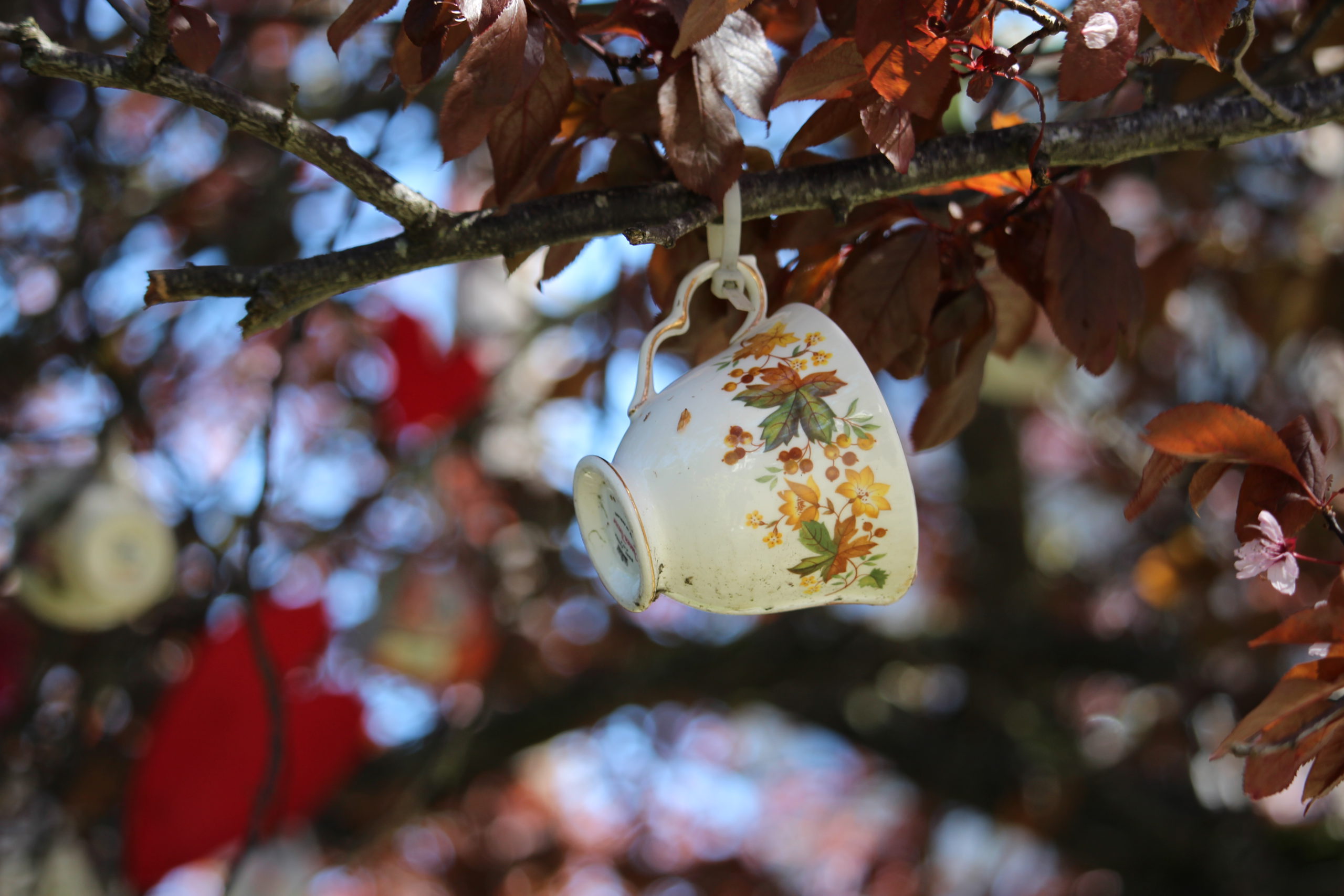 Petal power: Victoria's iconic cherry blossoms are back in bloom