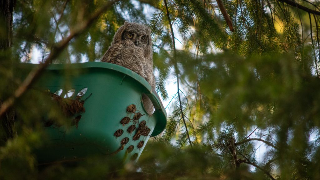 Great horned owls and laundry baskets: An unusual pairing to make 'perfectly acceptable' nests