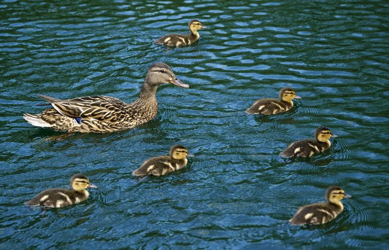 Orphaned ducklings flood B.C. wildlife rescue center after warm spell