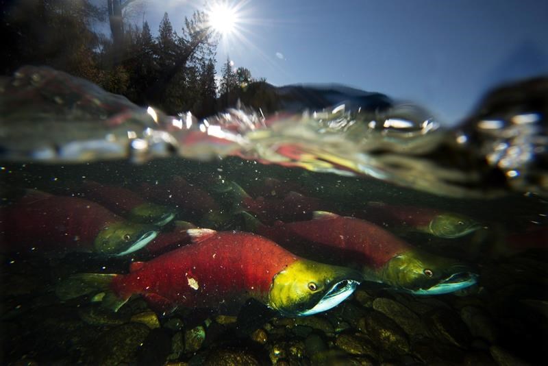 Research finds some Pacific salmon migration out of sync with food supply