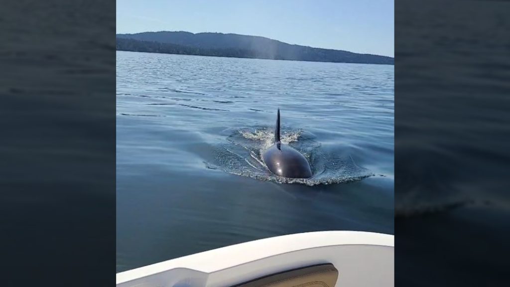 'They decided to come say hello': Saanich boater gets surprise orca visit