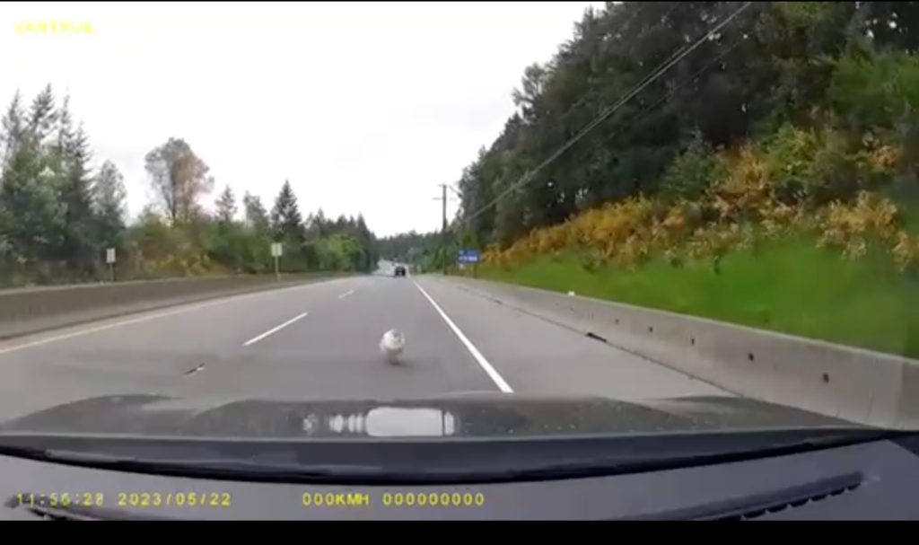 Dashcam video catches propane tank ricocheting down Island Highway near Chemainus