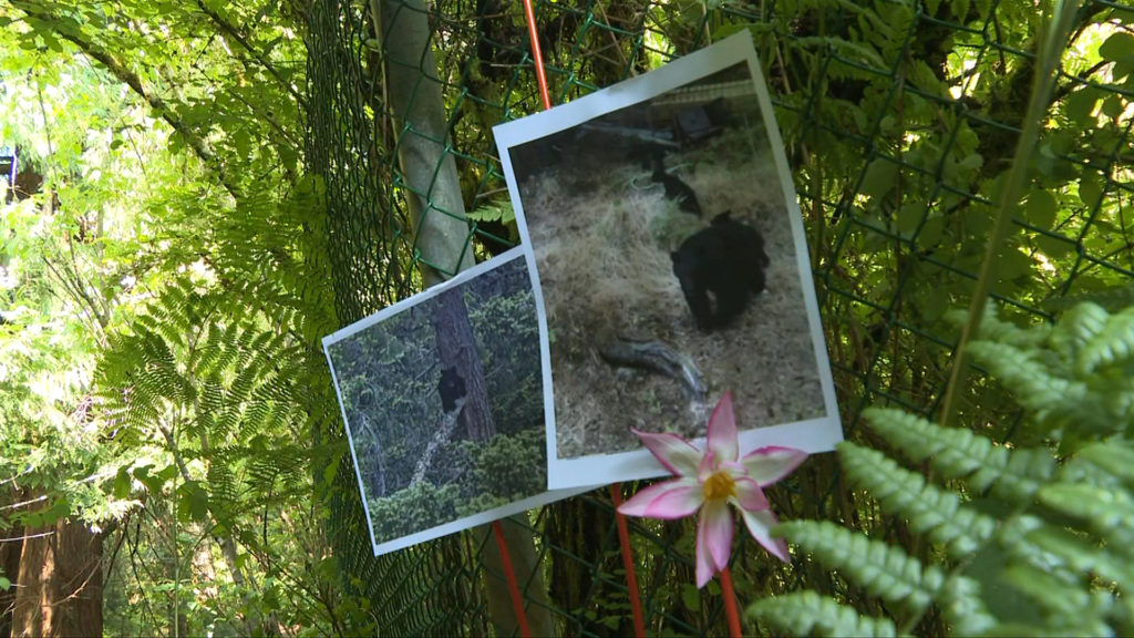 15-year-old who set up memorial for bear killed near Thetis says change needed