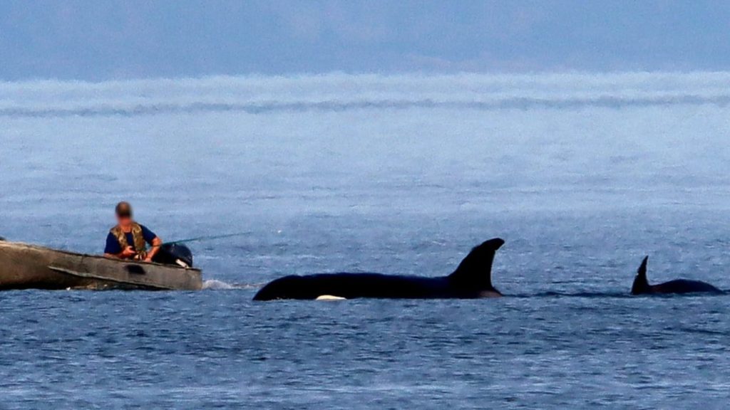 'Bad behaviour': Boater allegedly harasses, takes selfies with orcas off Vancouver Island