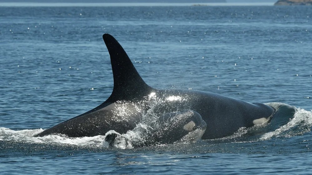 Genders of two new southern resident killer whale calves confirmed: researchers