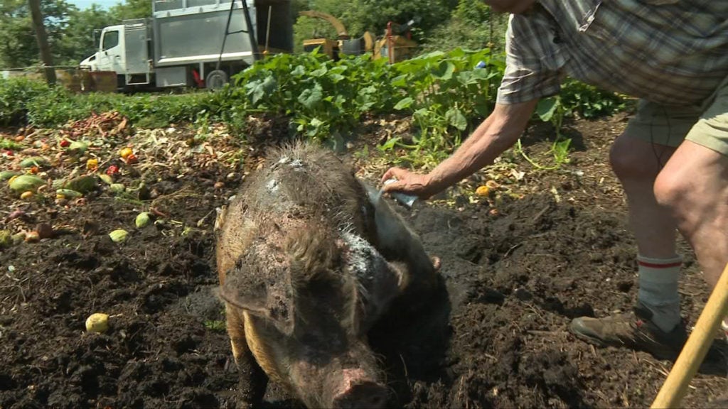 Popular Central Saanich pig to be examined by veterinarian