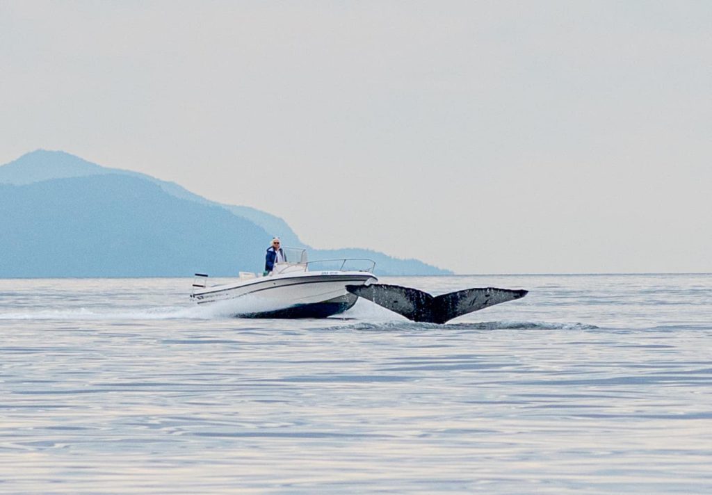 'Really scary': Humpback nearly hit by boater off Quadra Island; expert stresses awareness