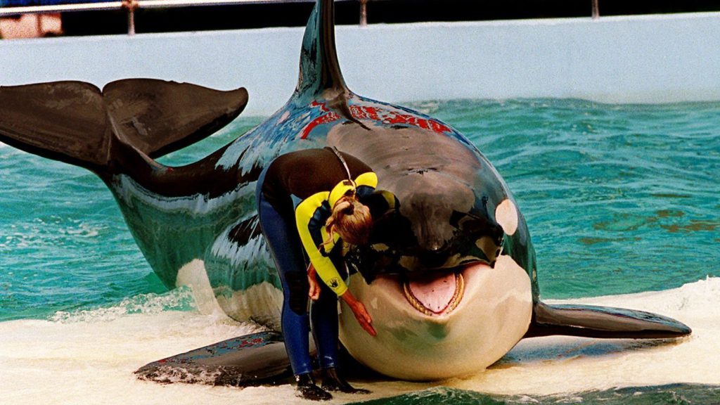 Lolita the orca dies at Miami Seaquarium after half-century in captivity