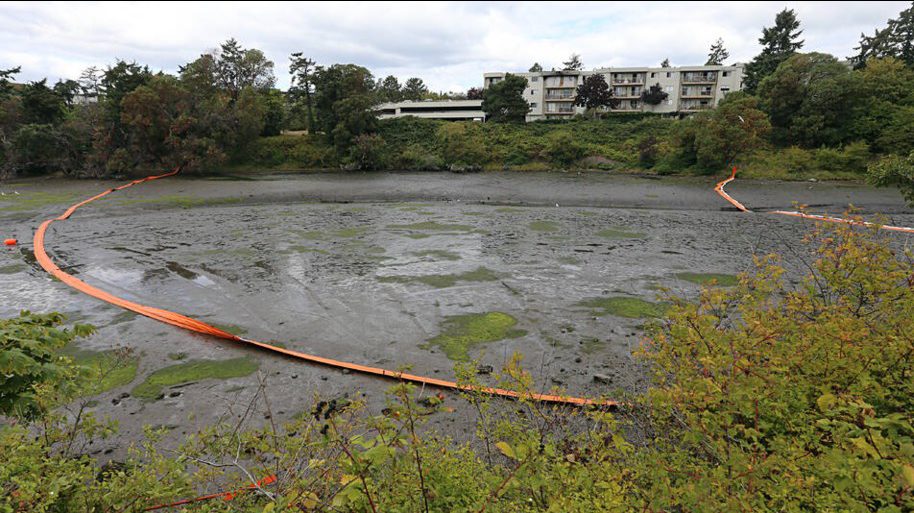 Cleanup continues after BC Hydro transmission line leaks coolant oil into Gorge Waterway