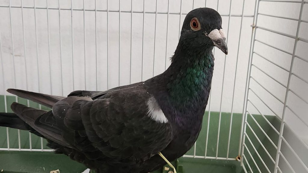 Nanaimo racing pigeon found 743 kilometres away in Williams Lake, B.C.