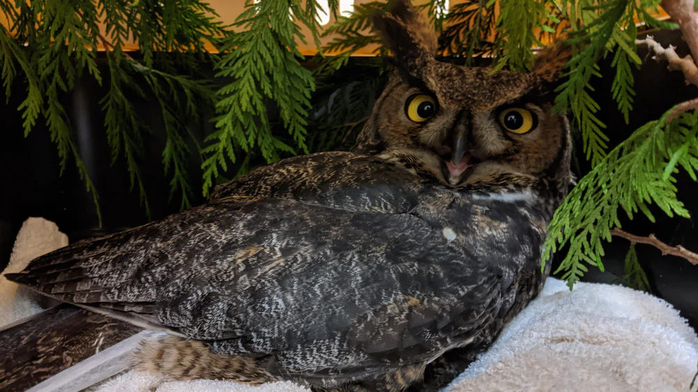 ‘Exercise extra caution’: SPCA warns drivers to watch for owls as seasons change