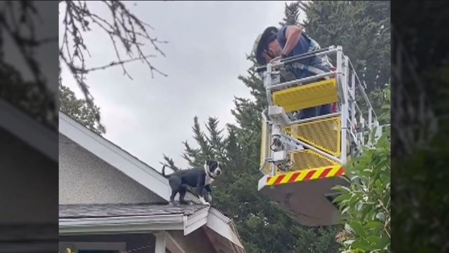 'Started wagging his tail': Victoria fire crews rescue 'Lucky' dog from roof