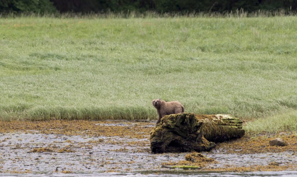 Grizzly that killed two in Banff National Park was old, had bad teeth: Parks Canada