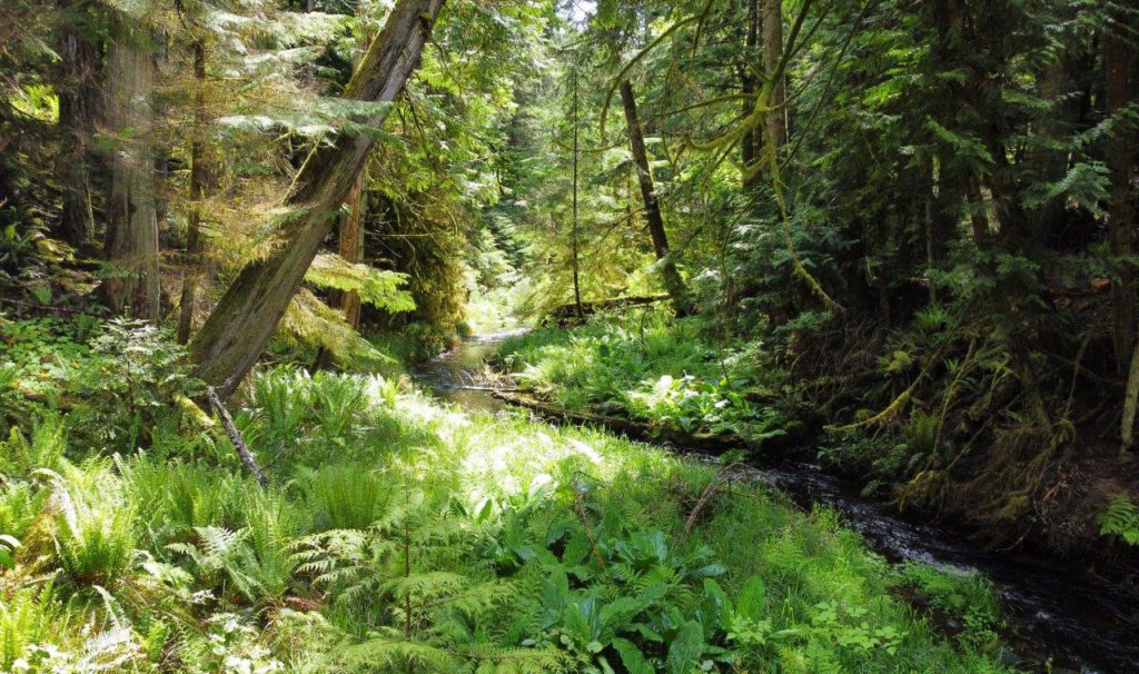 Fundraising campaign launches to protect imperiled coastal rainforest on Denman Island