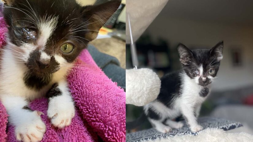 SPCA fundraising for injured kitten found in Victoria