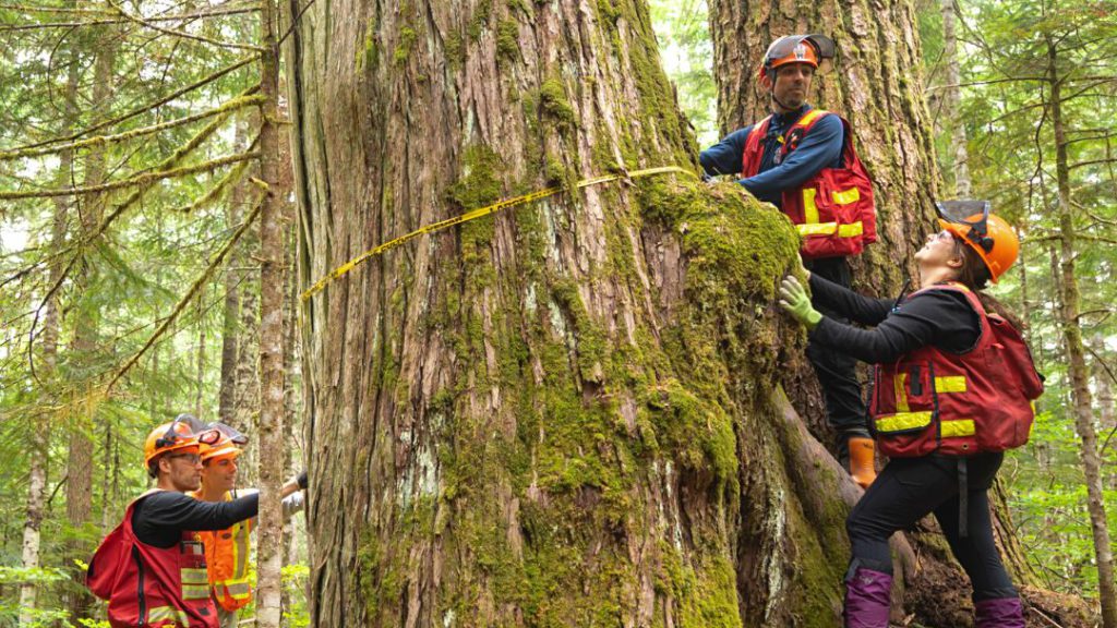 New coastal First Nations deal maps 'future' of forestry in B.C.