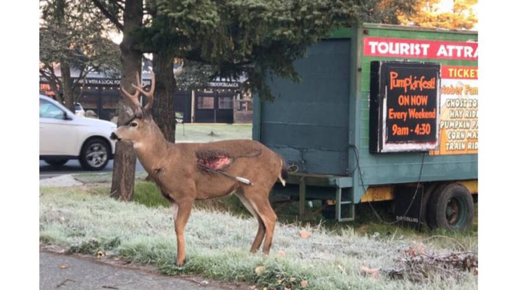 Deer injured by an arrow spotted in Saanich