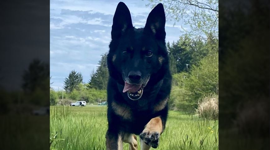 Saanich police dog that responded to BMO bank robbery dies from medical complications