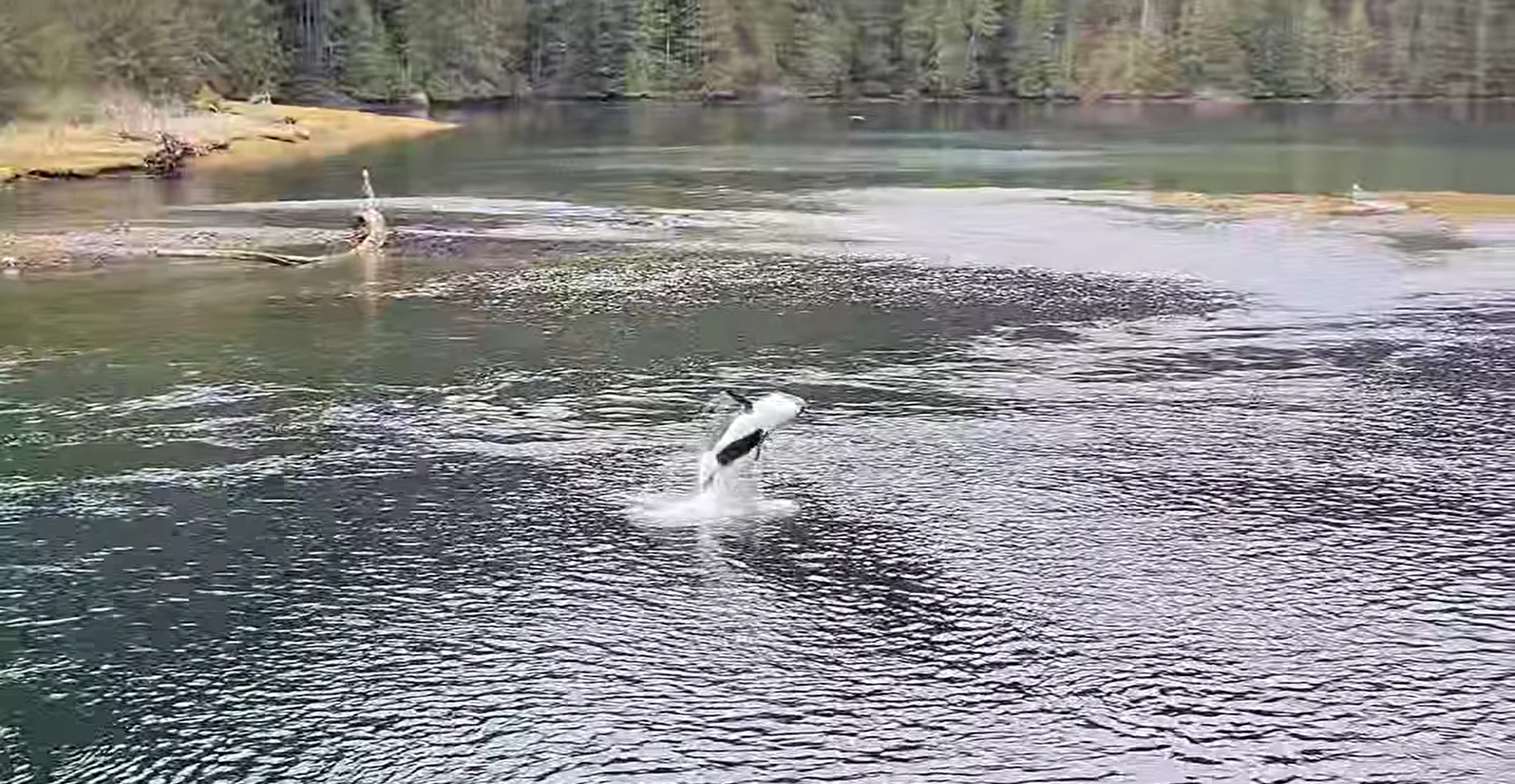 Trapped orca swam out of lagoon overnight into Espinosa Inlet - Vimarsana News