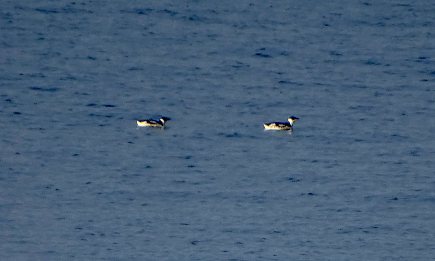 Marbled murrelet sightings from Gabriola more regular for birders