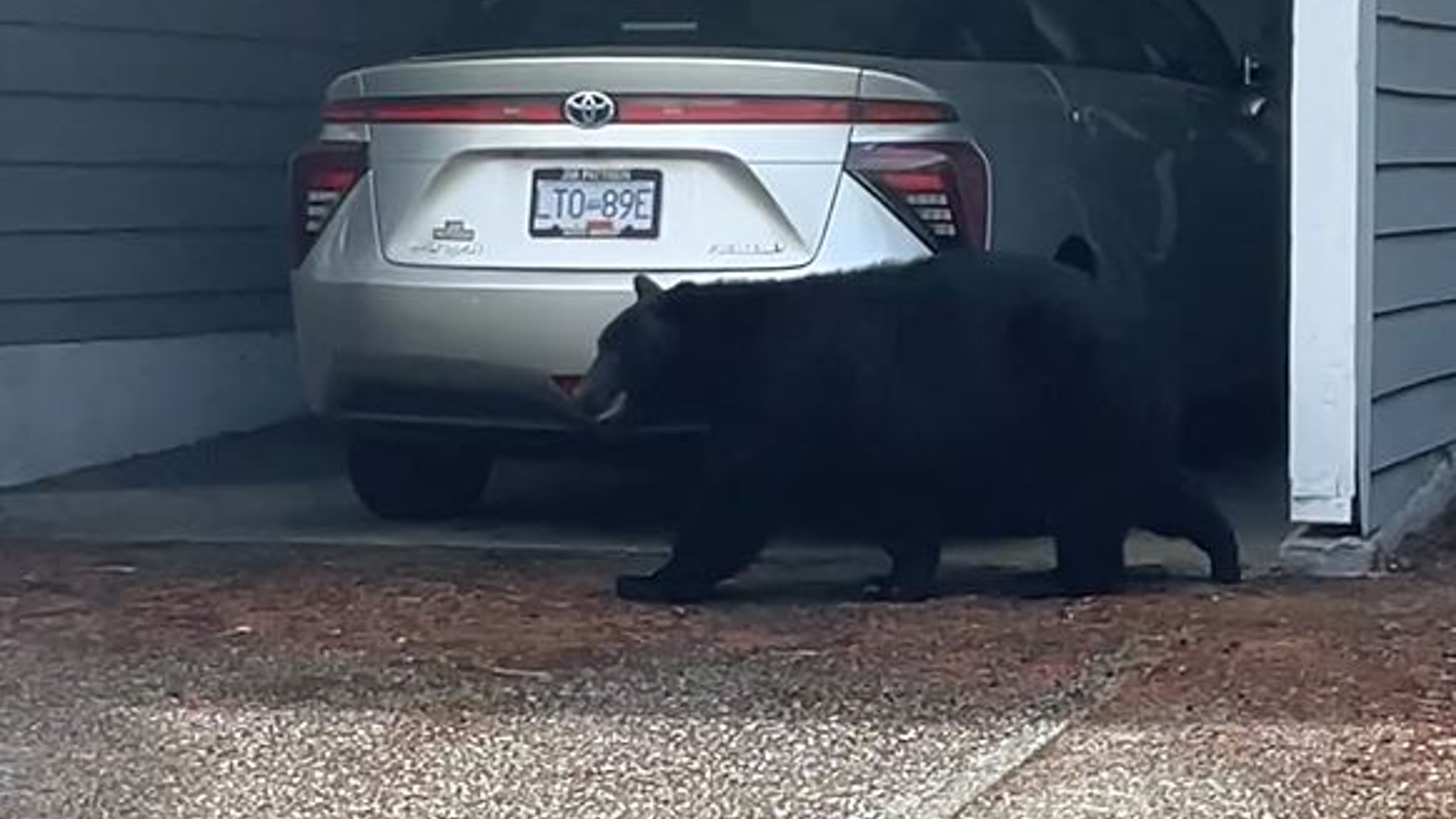 Video shows bear strolling through Central Saanich neighbourhood - Vimarsana News