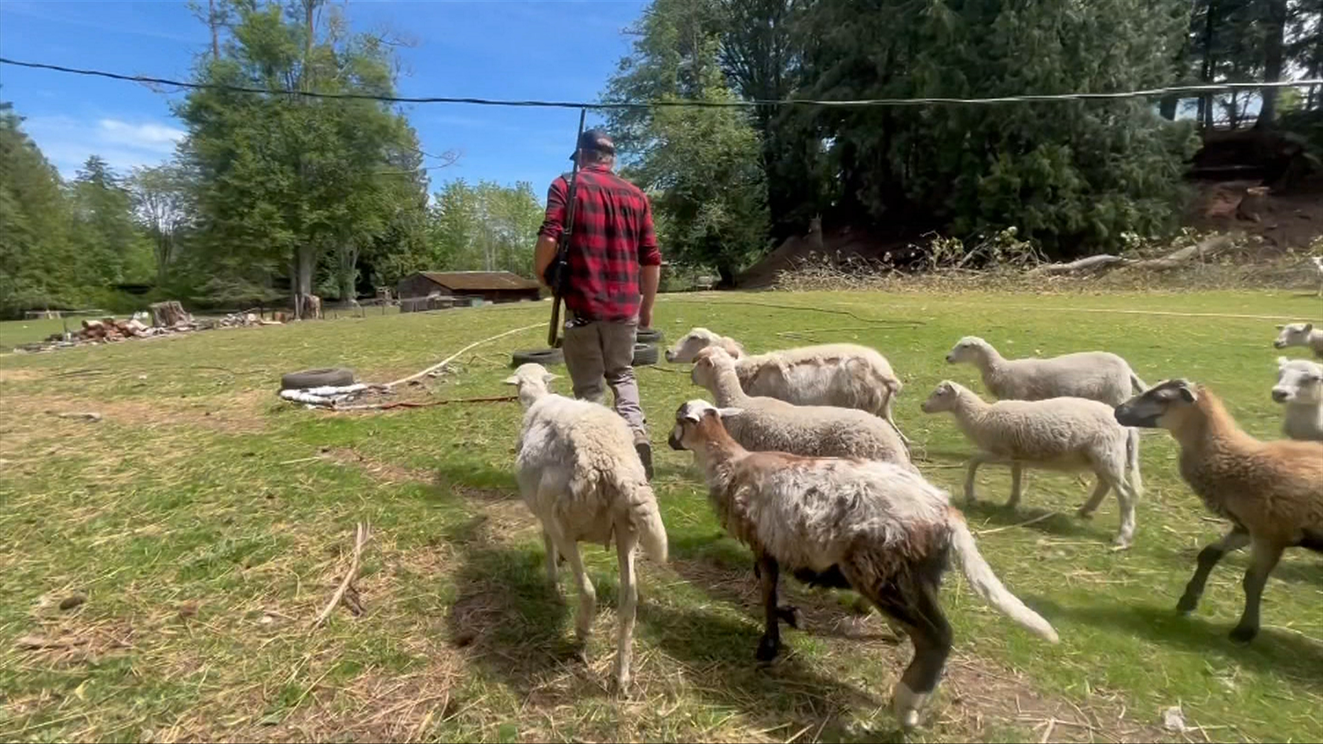 'We need a trap': Nanoose farmers sleepless as cougar kills sheep - Vimarsana News